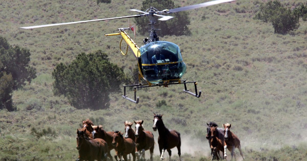 Helicopter pilot Rick Harmon of KG Livestock rounds up a group of wild horses during a gathering July 7, 2005 in Eureka, Nevada.