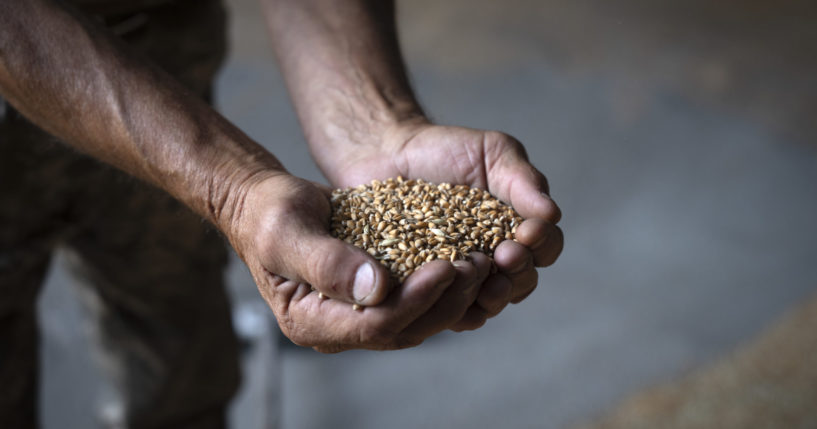 A farmer holds wheat in a granary on a private farm in Zhurivka, Kyiv region, Ukraine, Thursday, Aug. 10, 2023. Turkish President Recep Tayyip Erdogan will meet with Vladimir Putin on Monday, Sept, 4, 2023 in a bid to persuade the Russian leader to rejoin the Black Sea grain deal that Moscow broke off from in July.