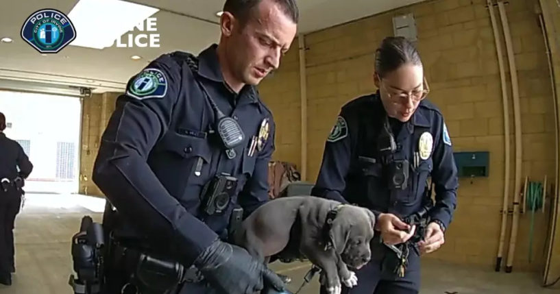 In this Wednesday, Sept. 6, 2023, video image provided by the Irvine Police Department, Irvine police officers hold a pit bull puppy they believe may have gotten into its owners’ fentanyl stash in Irvine, Calif. The puppy was administered an overdose-reversing drug and is recovering, officials said.