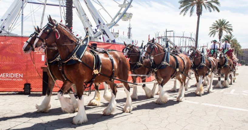 The Budweiser Clydesdales attend the opening day ceremony of the Fair at Santa Anita Park in Arcadia, California, on July 29, 2021.