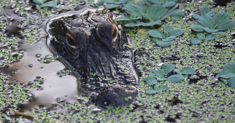 An alligator populates the Wakodahatchee Wetlands on June 27, 2022, in Delray Beach, Florida.