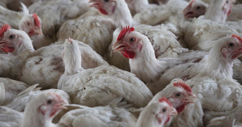 Chickens on a chicken farm in Lichtenburg, South Africa on March 23.