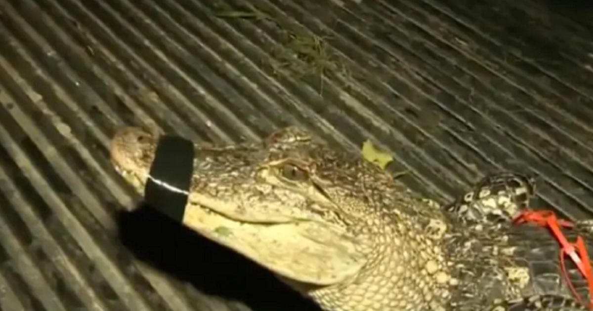 An alligator seized last week in western Pennsylvania.