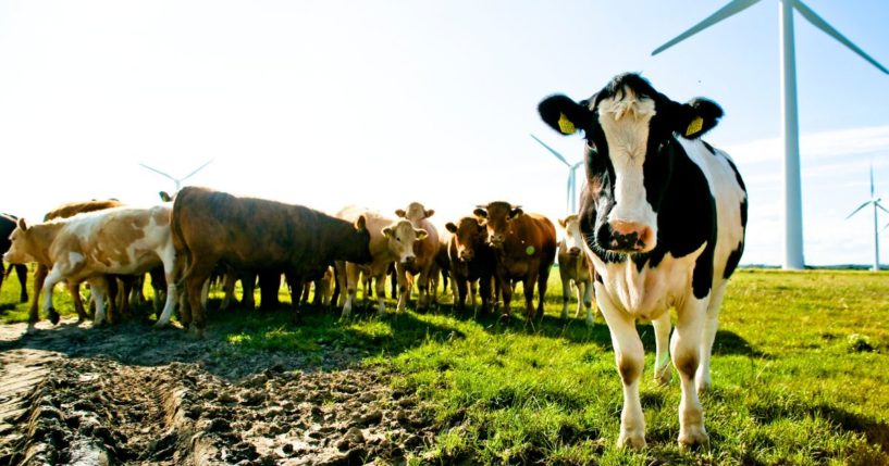 cows in a field in Ireland