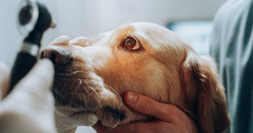 An undated stock photo shows a veterinarian examining the eye of a golden retriever with an otoscope.