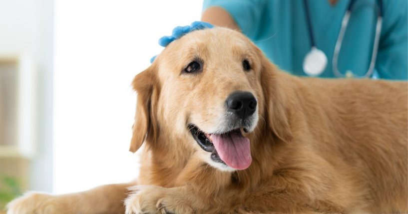 An undated stock photo shows a veterinarian petting a dog's head during an examination.