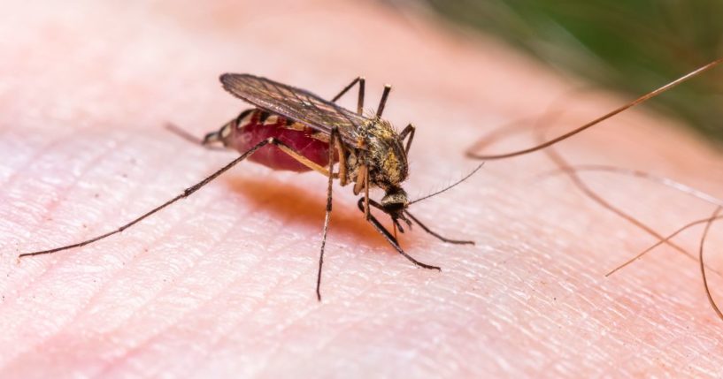 A mosquito is pictured on a human. The FDA has approved a new vaccine due to the growing threat of chikungunya, a virus spread by mosquito bites.