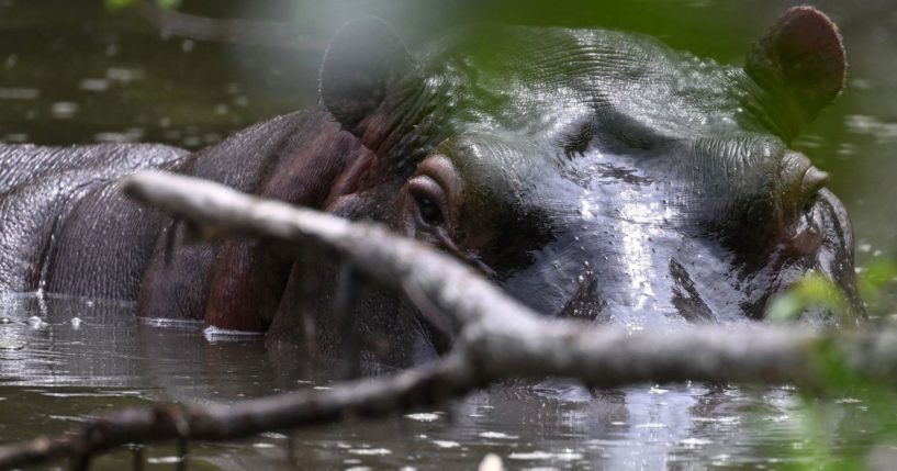 a hippo in Colombia