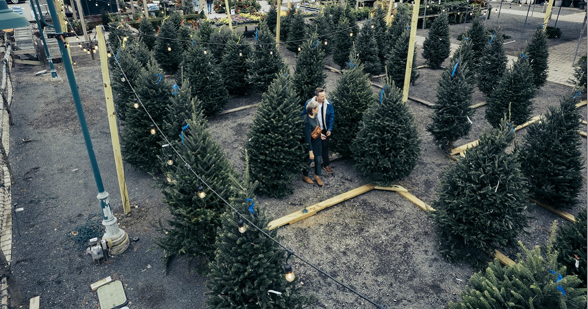 A couple shops in a Christmas tree lot in a stock photo.