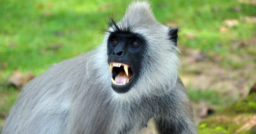 A langur monkey bares its teeth in the above stock image.