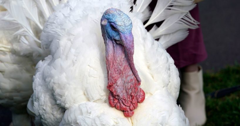 A national Thanksgiving turkey looks on during a pardoning ceremony with President Joe Biden on the South Lawn of the White House in Washington, D.C., on Monday.