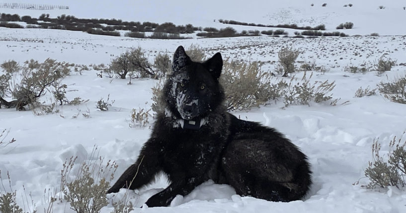 A female wolf pup is seen in North Park, Colorado, in February 2022.