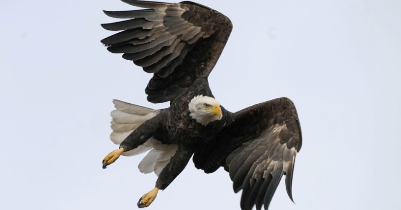 A bald eagle flies over Loess Bluff National Wildlife Refuge in Mound City, Montana, on Dec. 24, 2021.