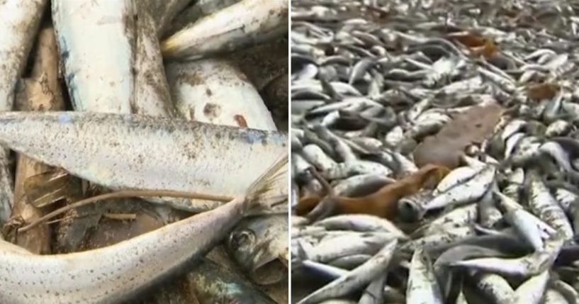 dead fish on a Japanese beach