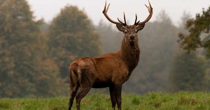 The above stock image is of a deer.