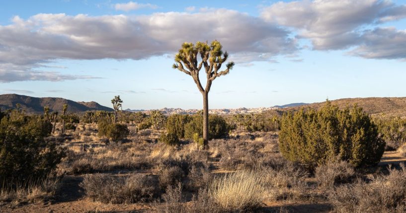 The above stock image is of the California desert.