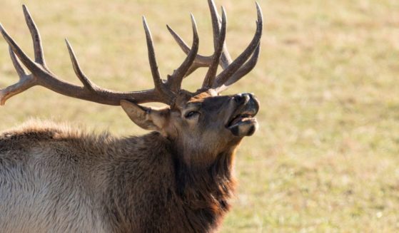 The above stock image is of an elk.