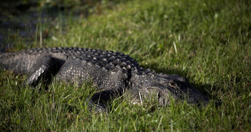 An alligator is seen during a visit to Everglades National Park in Florida on Dec. 7.