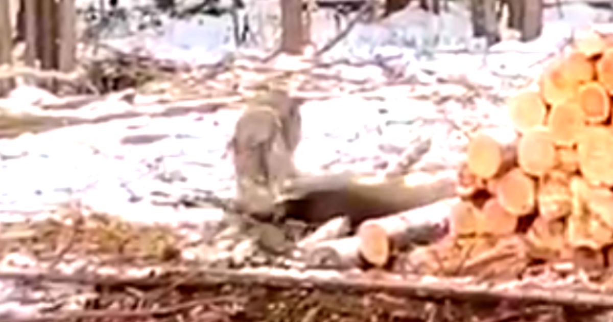 A wolf was filmed taking down and killing a deer in the middle of a Minnesota logging camp, where it showed little regard for nearby humans.