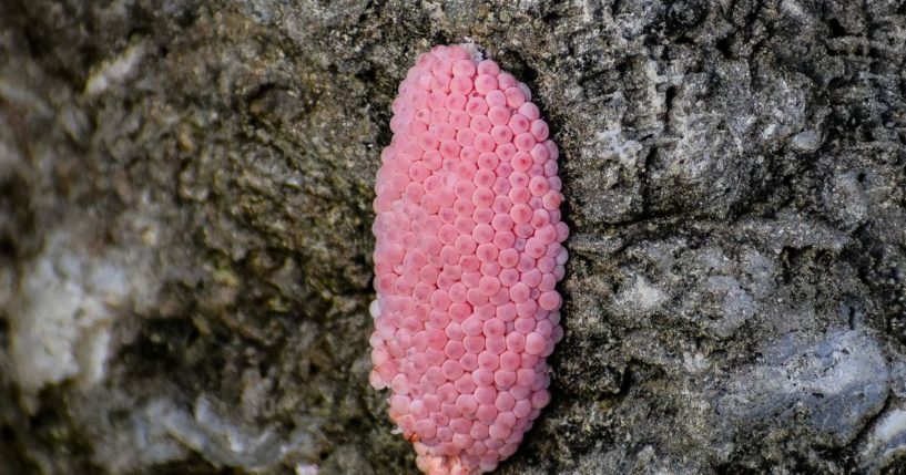 A stock photo shows a cluster of apple snail eggs in a swamp.