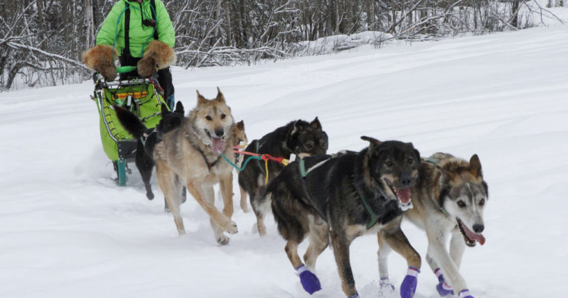 Ryan Redington, the defending Iditarod Trail Sled Dog champion, takes some of his dogs on a training run Feb. 26, in Knik, Alaska.