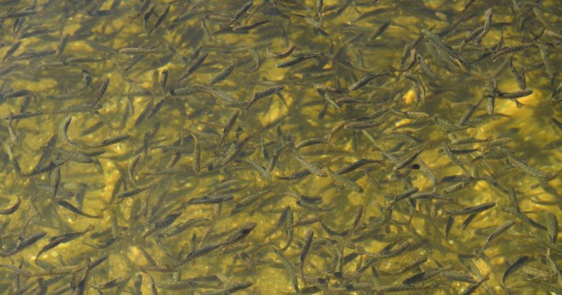 Chinook salmon enter a tank before they are tagged at the California Department of Fish and Wildlife Feather River Hatchery after climbing a fish ladder just below the Lake Oroville dam in May 2021 in Oroville, California.