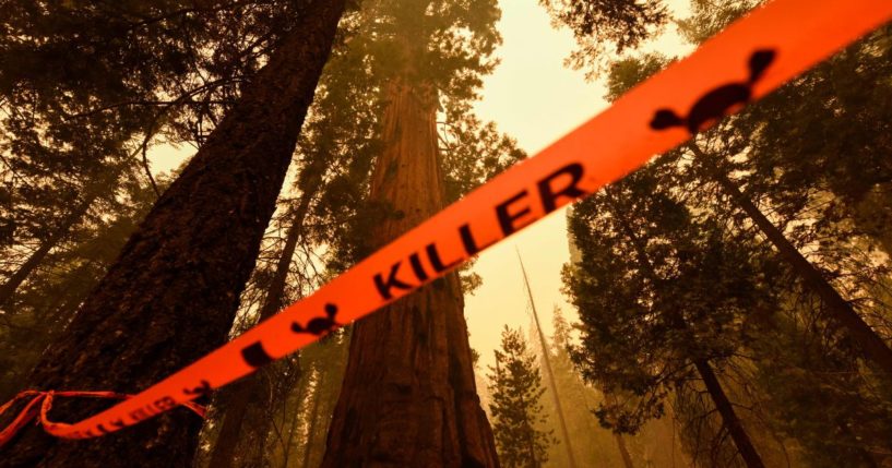 flagging tape marking a tree as a "killer" for risk of falling limbs surrounds trees in the Sequoia National Forest