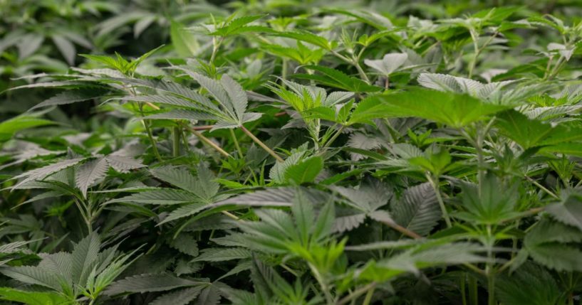 Cannabis plants grow in a warehouse at a Hollandse Hoogtes production facility in Bremmel, the Netherlands, on Dec. 14.