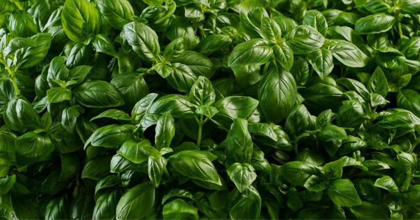 This stock image shows a large bunch of basil being grown. A recall has been issued for basil sold in several stores, particularly Trader Joe's, across 29 states and Washington, D.C.