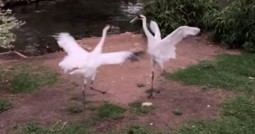 Zoo Footage Shows Animals Acting Abnormally During Eclipse