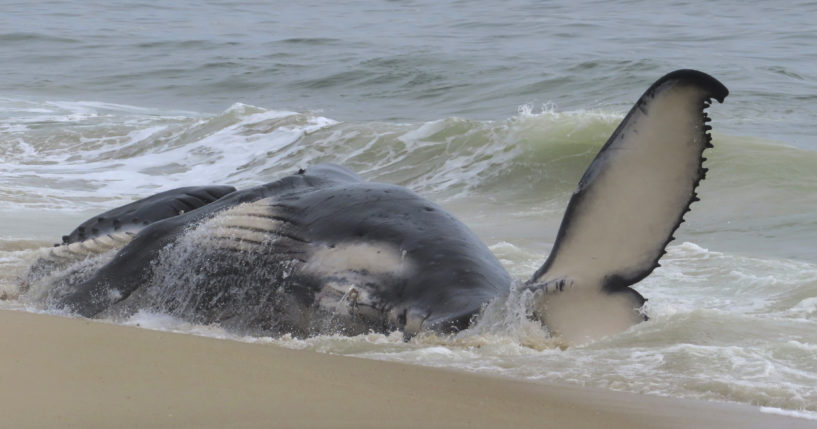 A dead humpback whale rolls in the surf Thursday on New Jersey's Long Beach Island. On Friday, a marine animal rescue group that examined the animal said it had suffered several blunt-force injuries.