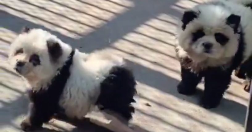 Zoo Infuriates Visitors After Shocking Discovery About 'Panda' Exhibit