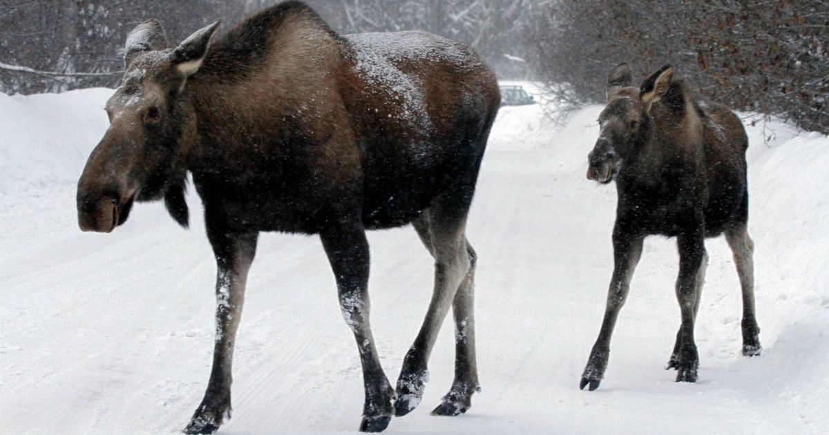 Two moose walk through the snow in Alaska