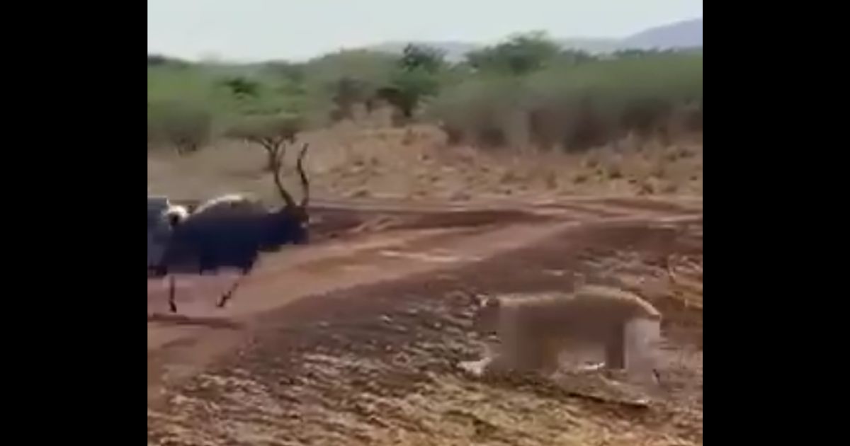 This X screen shot shows wildlife footage documenting an antelope fighting back against predators.
