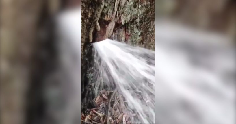 a tree in the forest apparently gushing water