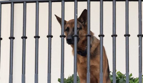 President Joe Biden's dog Commander is seen sitting on the Truman Balcony at the White House in Washington, D.C., in a file photo from September 2023.