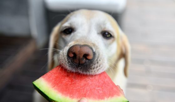 This image shows a yellow Labrador eating a slice of watermelon.