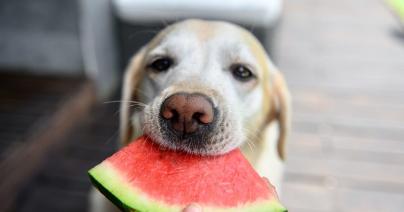 This image shows a yellow Labrador eating a slice of watermelon.