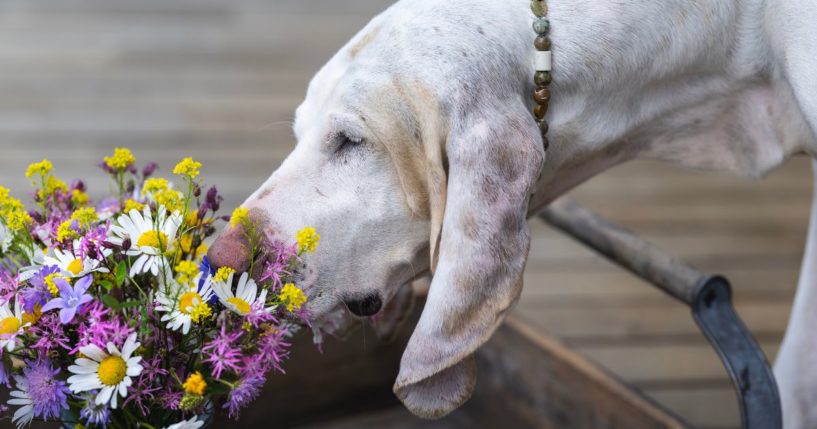 This image shows a white hound dog sniffing an arrangement of colorful wild flowers on a wooden tray.