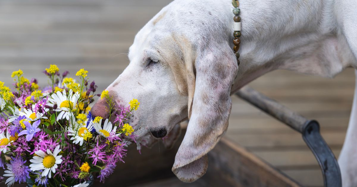 Dogscaping: Creating a Dog-Friendly Landscape