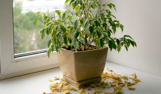 This image shows an indoor plant sitting on the window seal and losing it's dead yellow leaves.