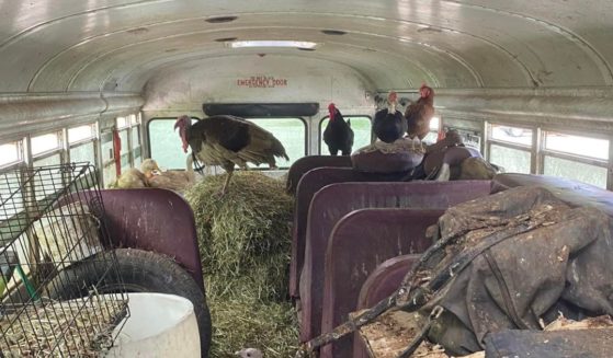 Animals were found crammed into a broken-down bus on a Pennsylvania road in 2024.