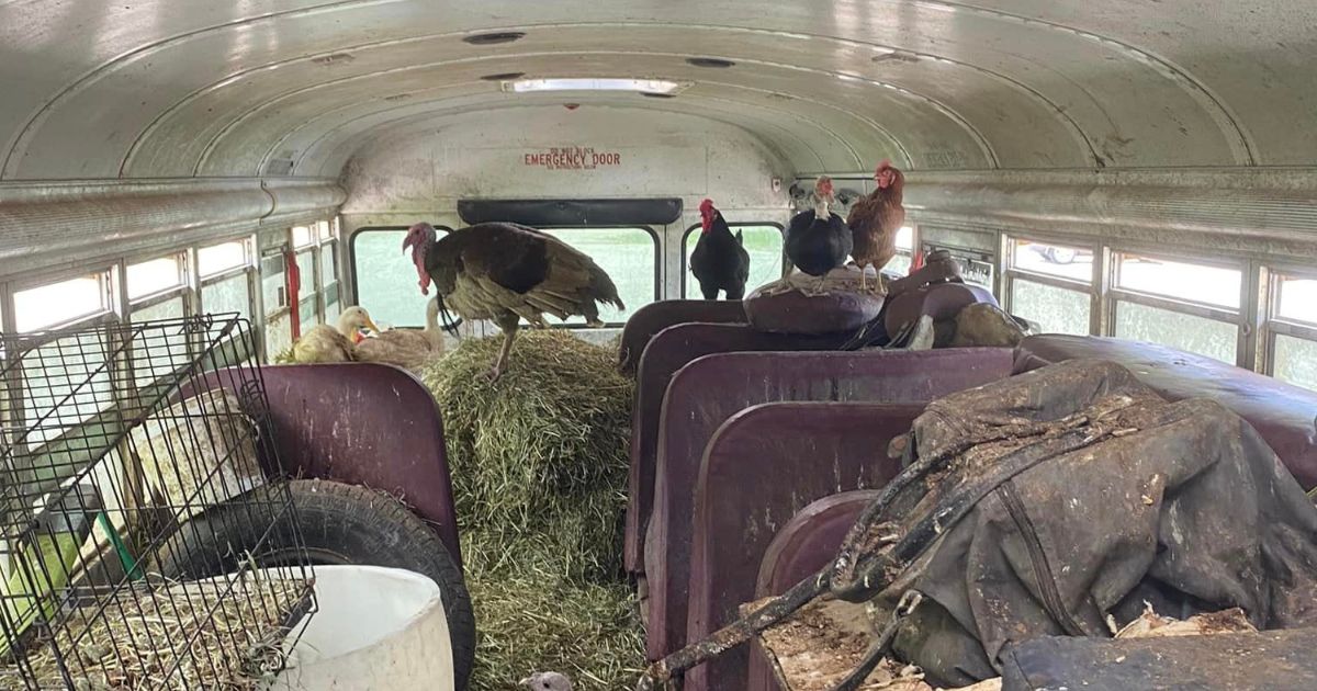 Animals were found crammed into a broken-down bus on a Pennsylvania road in 2024.