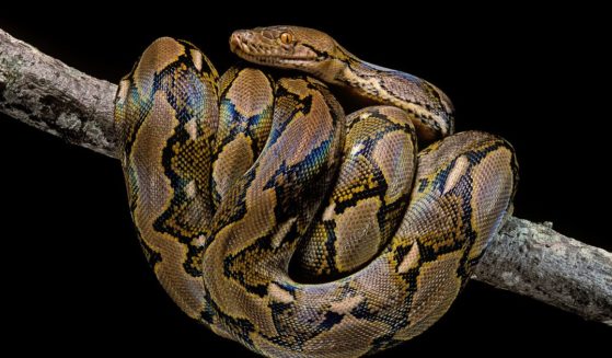 A reticulated python, similar to the one pictured in this file photo, killed a woman in Indonesia on Thursday.