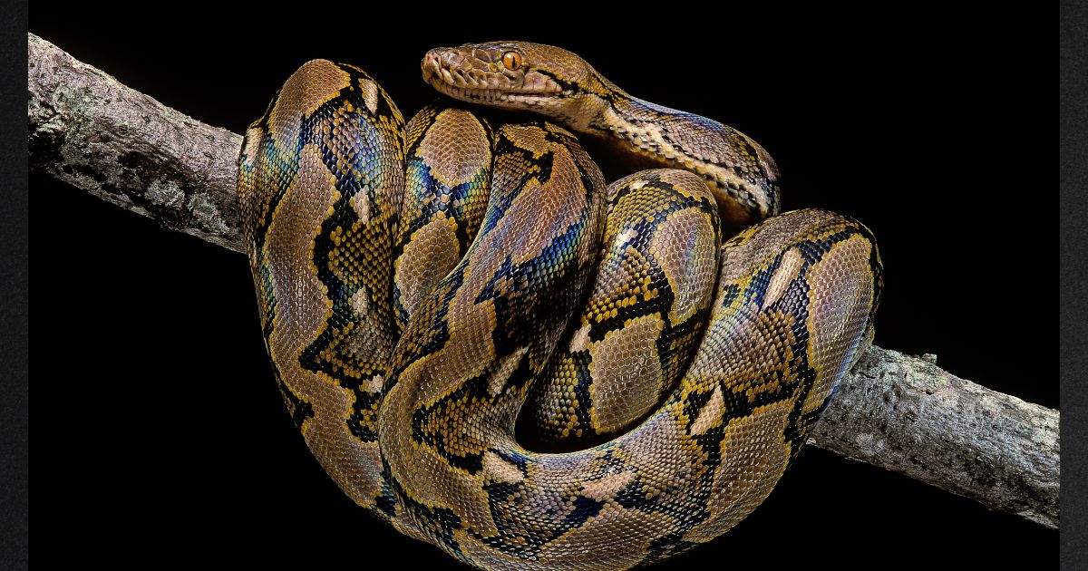 A reticulated python, similar to the one pictured in this file photo, killed a woman in Indonesia on Thursday.