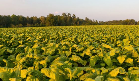 A stock photo shows a tobacco field in North Carolina.