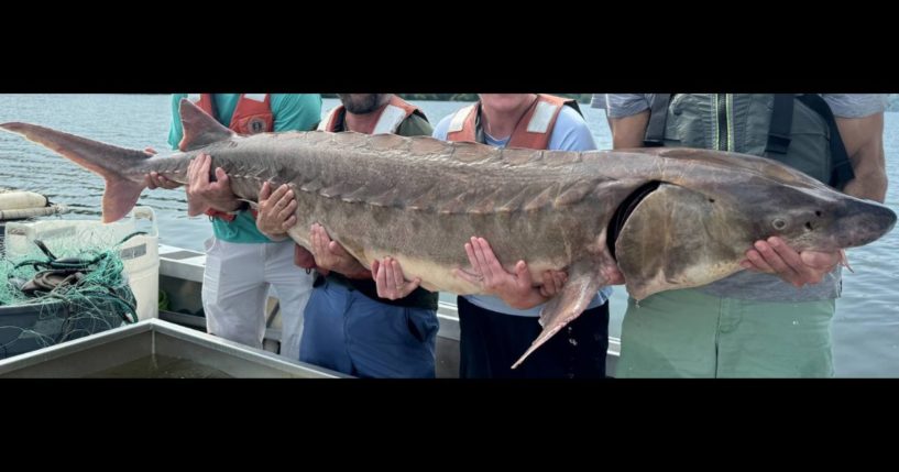 Behemoth 220-Pound Fish Reeled in from US River