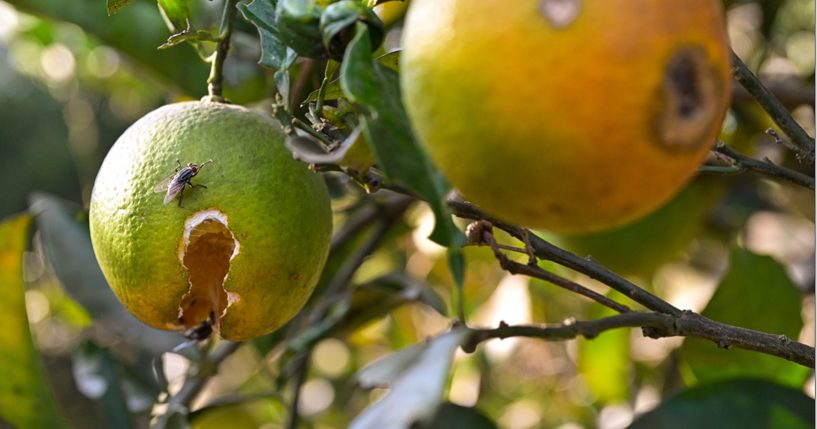 Diseased orange trees at a citrus-production farm in Brazil are pictured June 6.