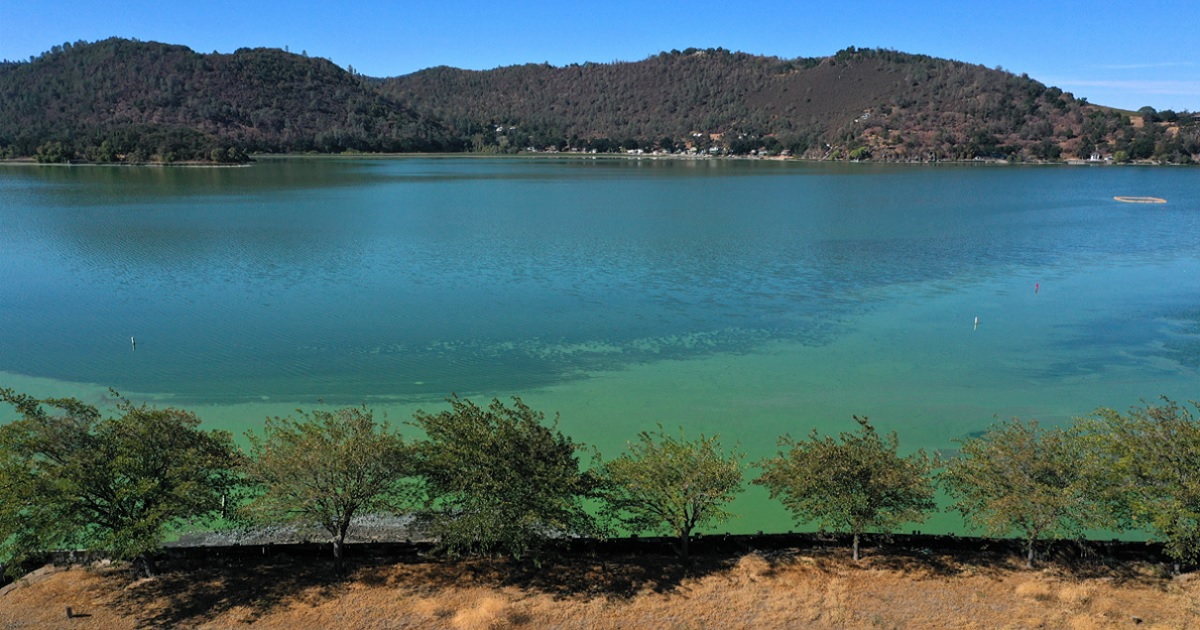 Northern California's Clear Lake is pictured in a September 2021 file photo during a previous algae bloom. The lake's most recent algae bloom can actually be seen from space, according to NASA.