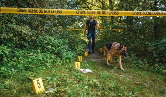 This Getty stock image shows an investigator and his German shepherd at a crime scene.